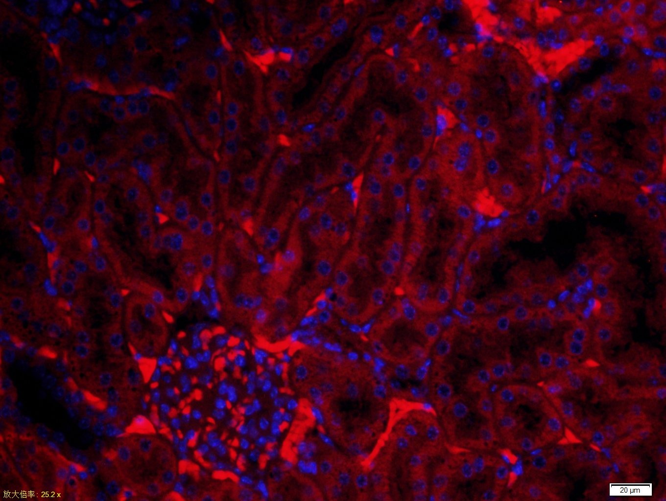 Anti-SPARC Polyclonal Antibody
