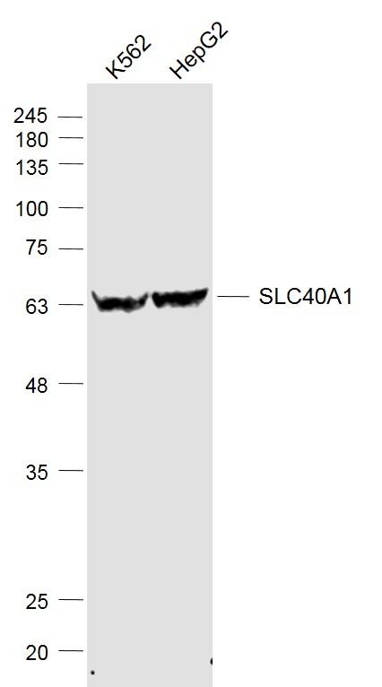 Anti-SLC40A1 Polyclonal Antibody 2