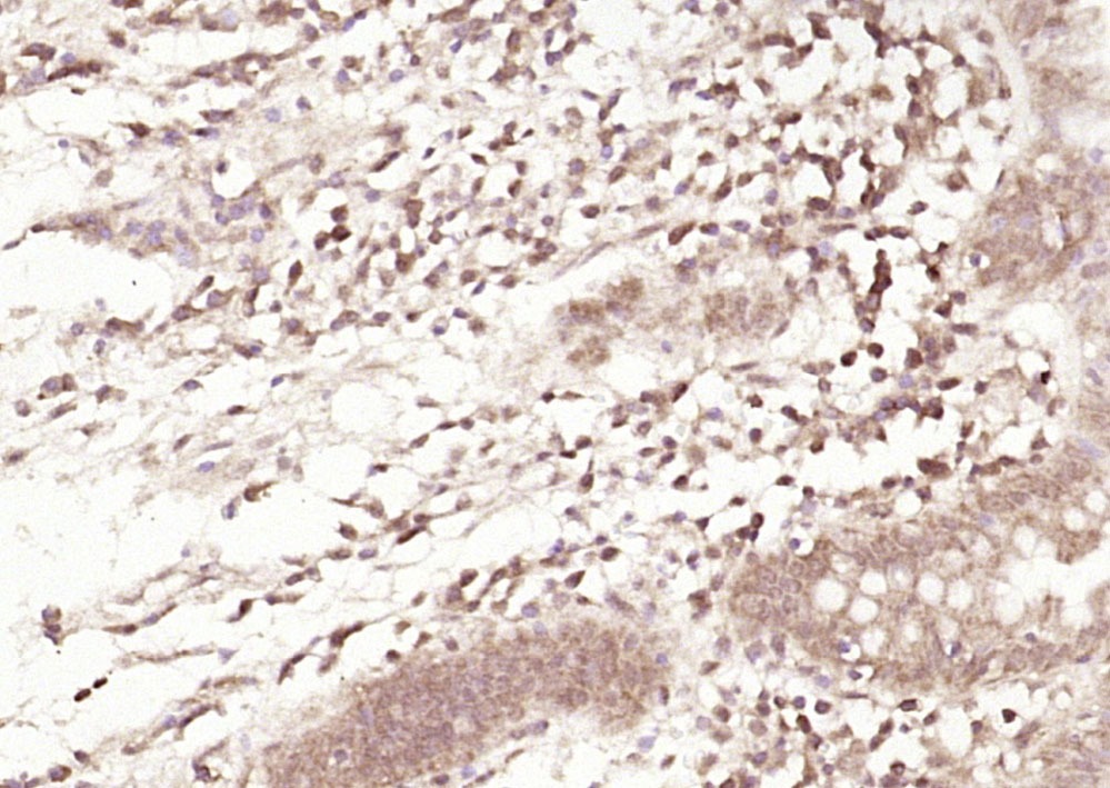 Anti-SPARC Polyclonal Antibody