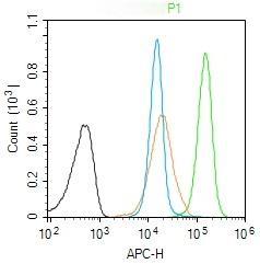 Anti-SP1 Polyclonal Antibody