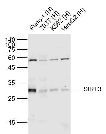 Anti-SIRT3 Polyclonal Antibody