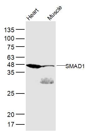 Anti-SMAD1 Polyclonal Antibody