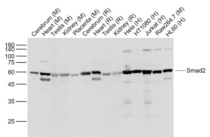 Anti-SMAD2 Polyclonal Antibody