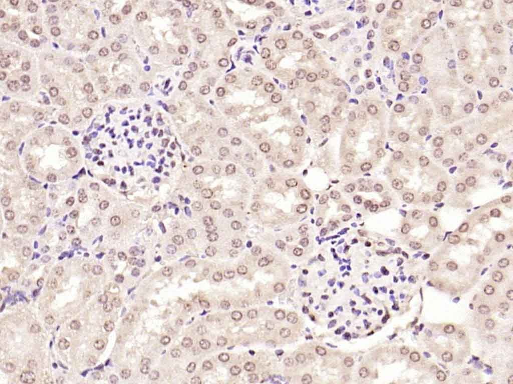 Anti-SMAD7 Polyclonal Antibody