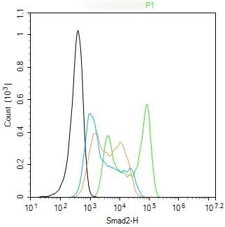 Anti-SMAD2 Antibody (4E515)