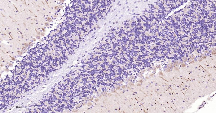 Anti-SMAD2 Antibody (4E515)