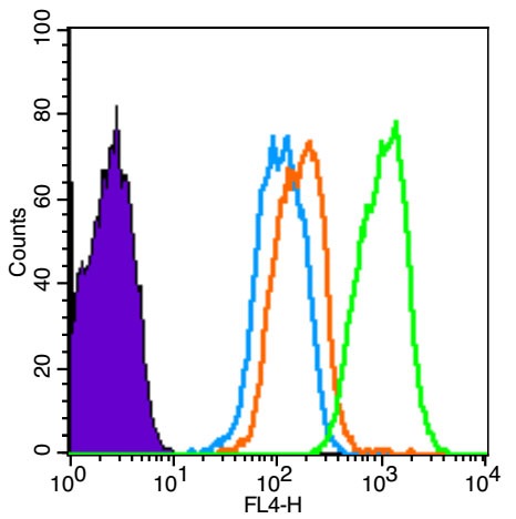 Anti-SMAD3 Polyclonal Antibody