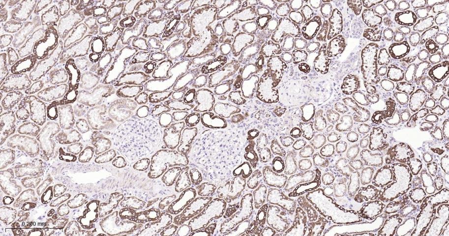 Anti-SMAD3 Antibody (8P334)