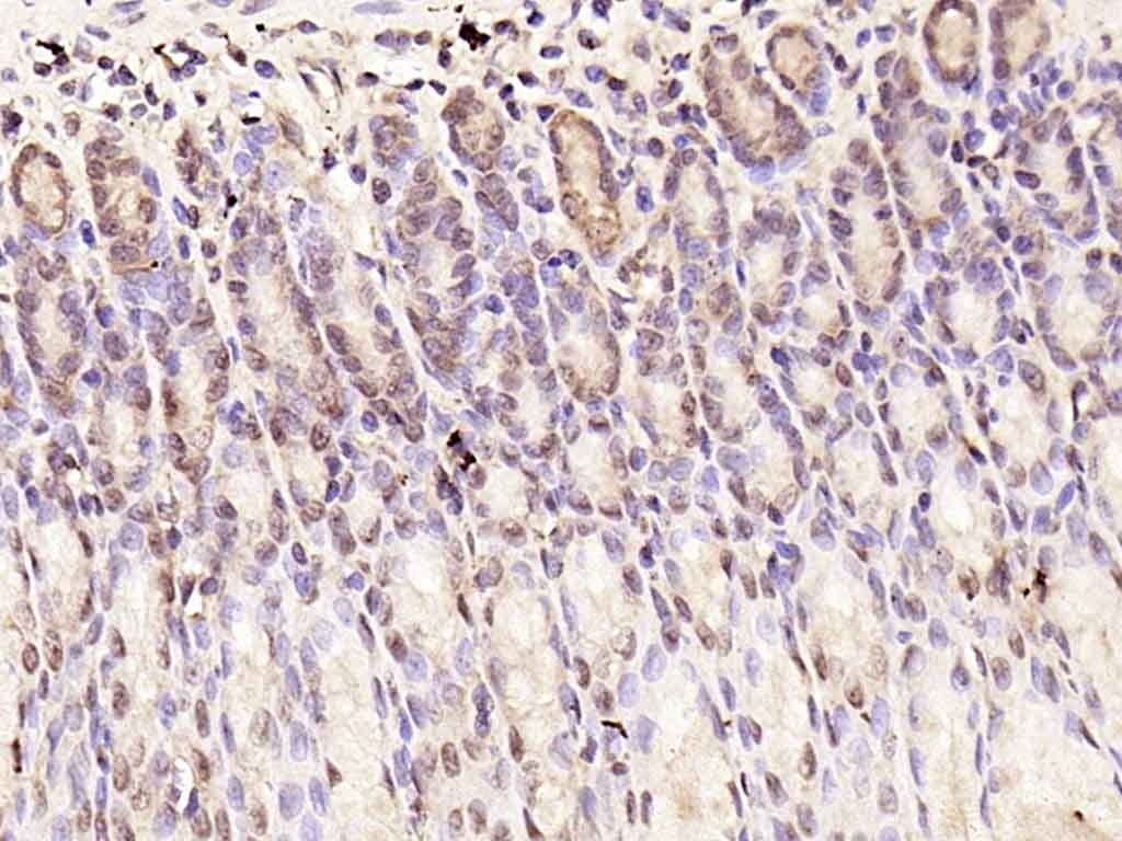 Anti-SMAD7 Polyclonal Antibody