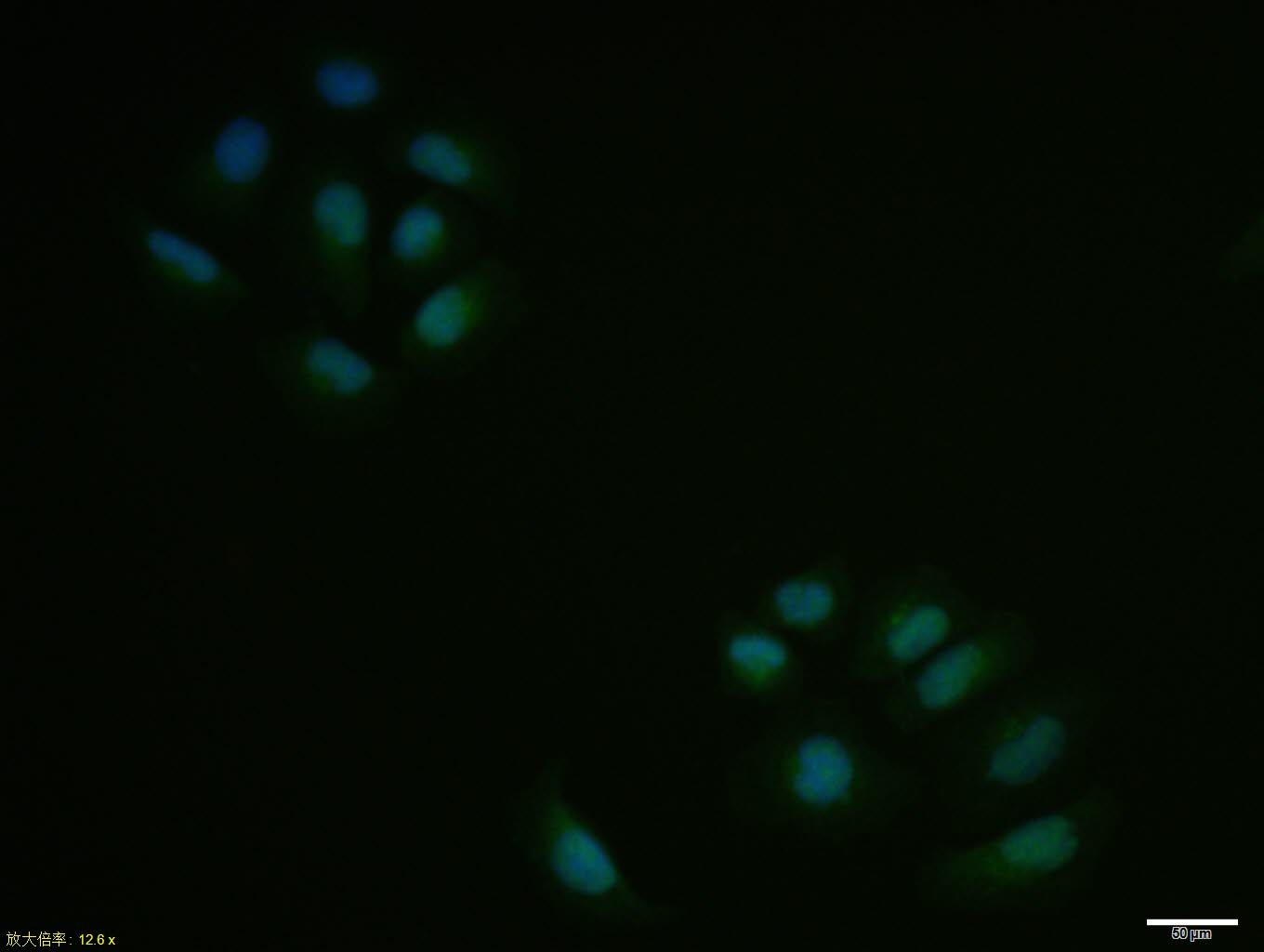 Anti-SKP2 Polyclonal Antibody