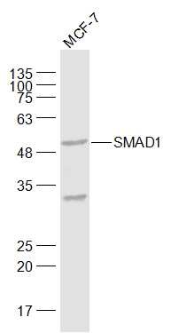 Anti-SMAD1 Polyclonal Antibody