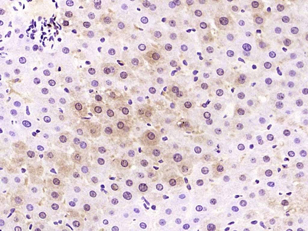 Anti-SKP2 Polyclonal Antibody