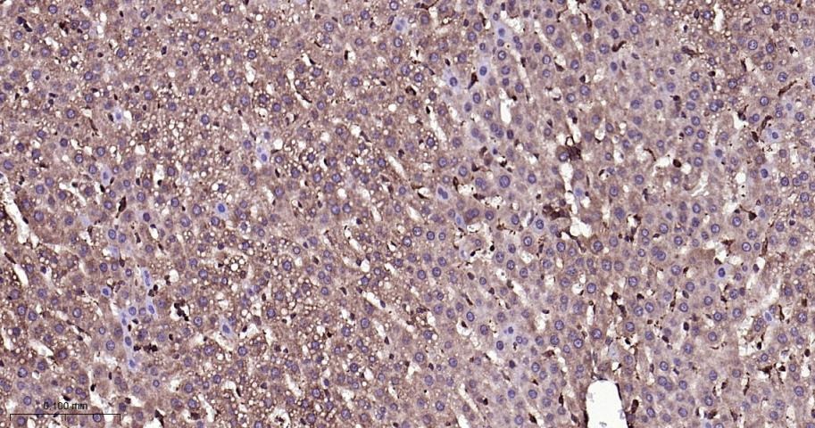 Anti-SMAD3 Antibody (8P334)