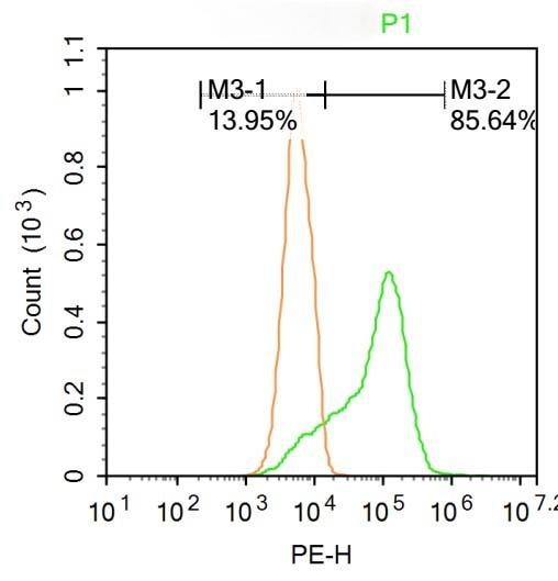 Anti-SM22 Alpha Polyclonal Antibody