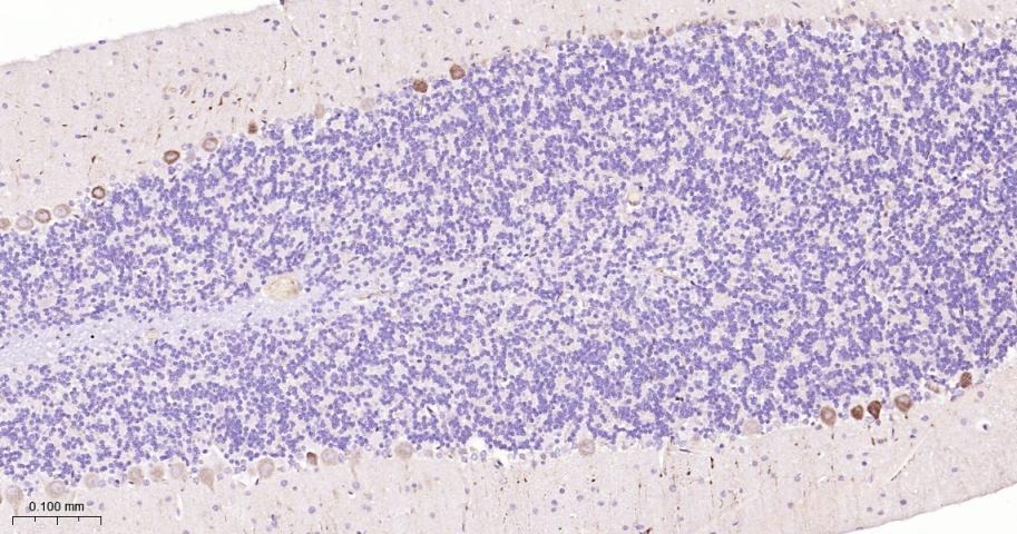 Anti-SMAD2 Antibody (4E515)