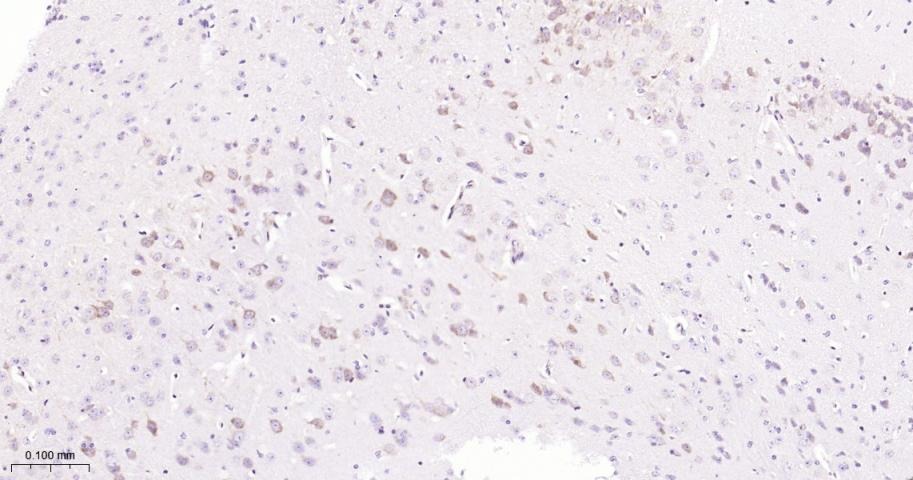 Anti-SMAD2 Antibody (4E515)