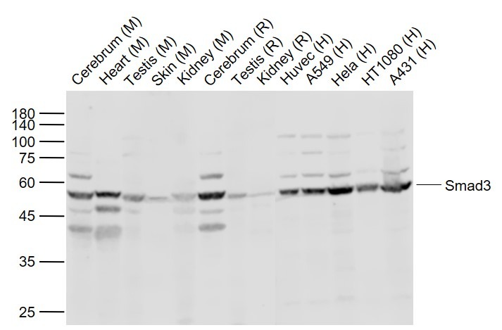Anti-SMAD3 Polyclonal Antibody