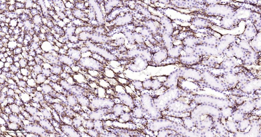 Anti-Collagen III/COL3A1 Polyclonal Antibody