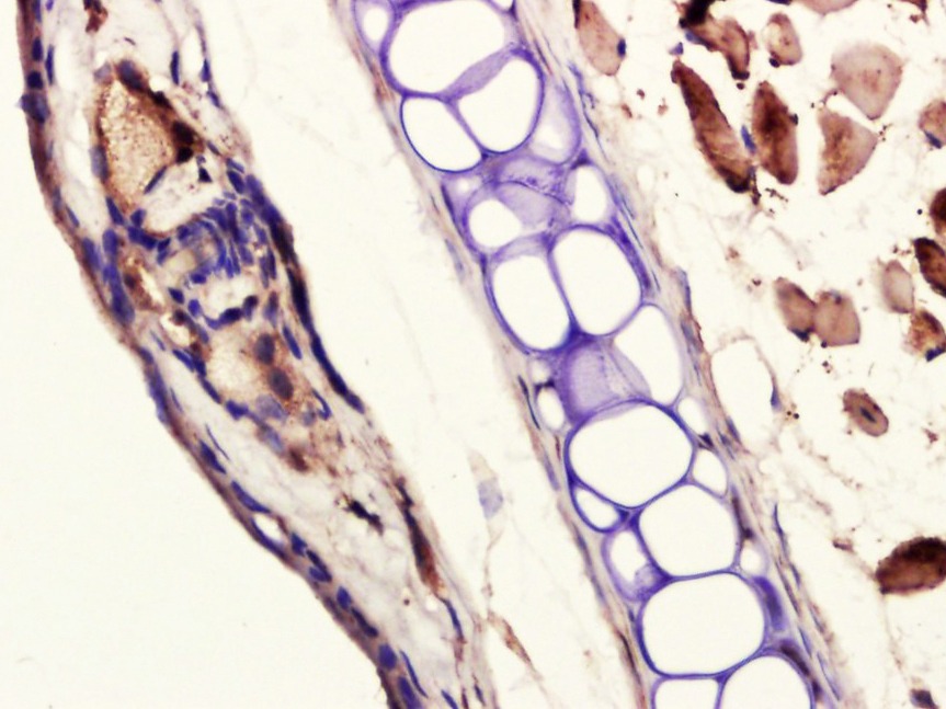 Anti-Collagen II/COL2A1 Polyclonal Antibody 2
