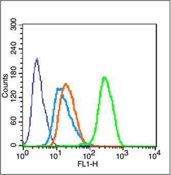 Anti-CEBP beta Polyclonal Antibody