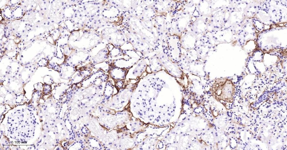 Anti-Collagen III/COL3A1 Polyclonal Antibody