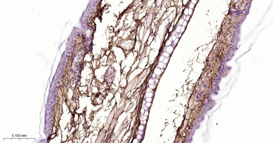 Anti-Collagen III/COL3A1 Polyclonal Antibody