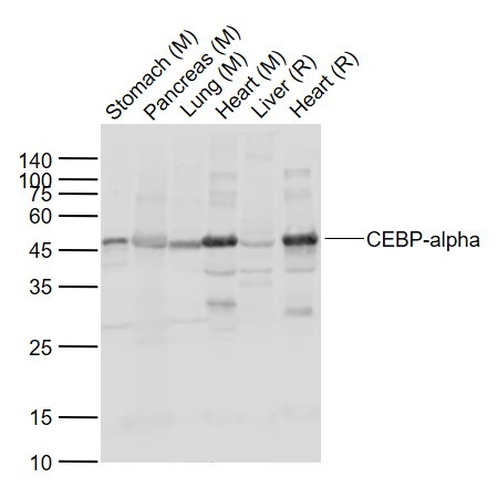 Anti-CEBP alpha Polyclonal Antibody