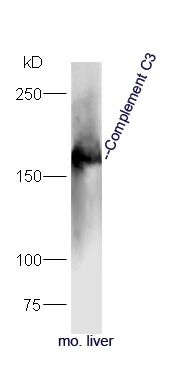 Anti-Complement C3 Polyclonal Antibody
