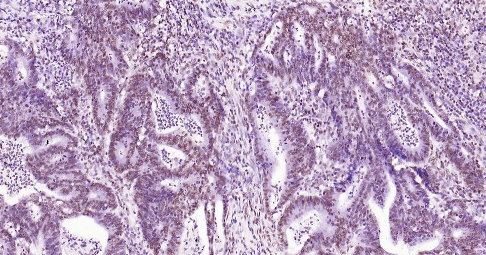 Histone H3 Nuclear Loading Control Antibody (6Z247)