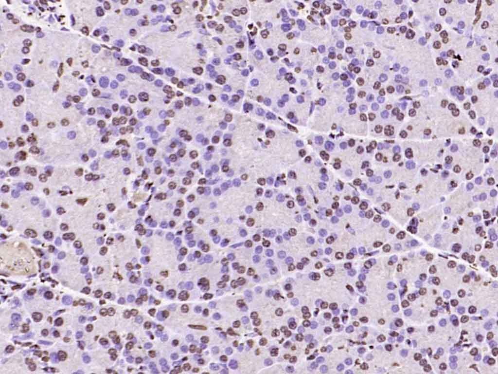 Histone H3 Nuclear Loading Control Polyclonal Antibody