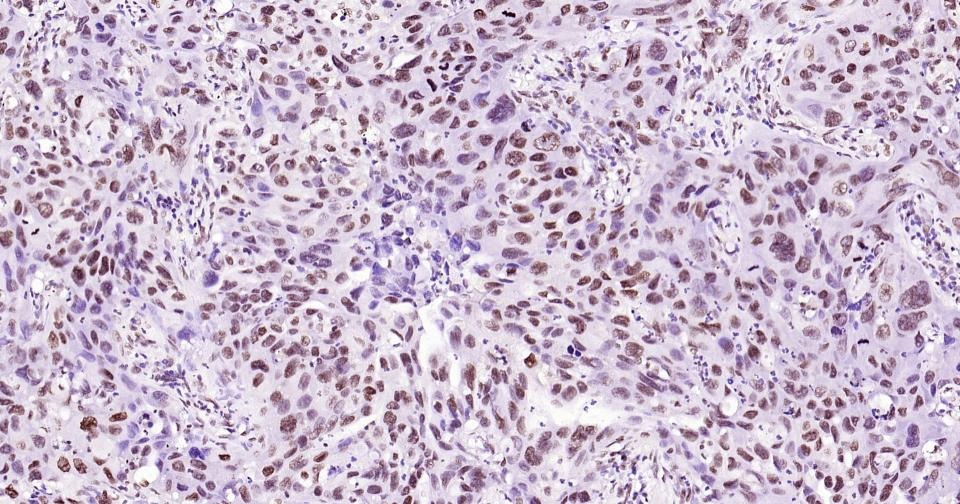 Histone H3 Nuclear Loading Control Antibody (6Z247)