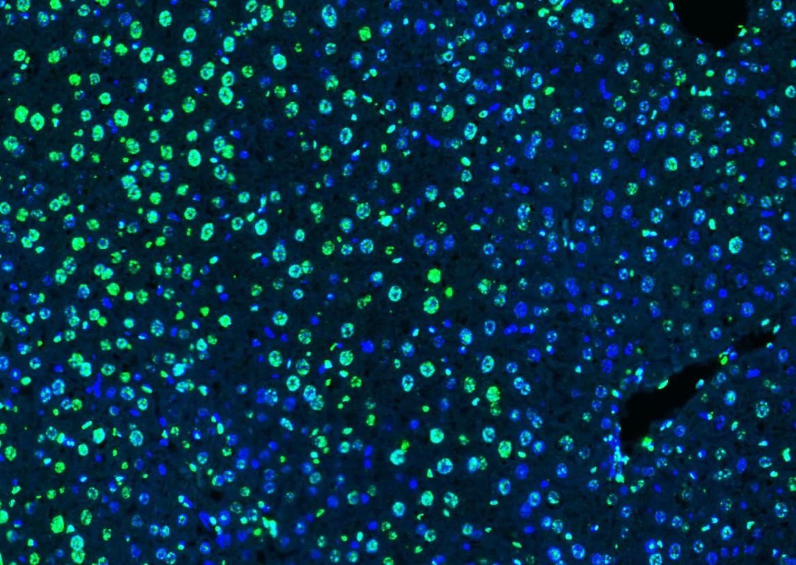 Histone H3 Nuclear Loading Control Polyclonal Antibody