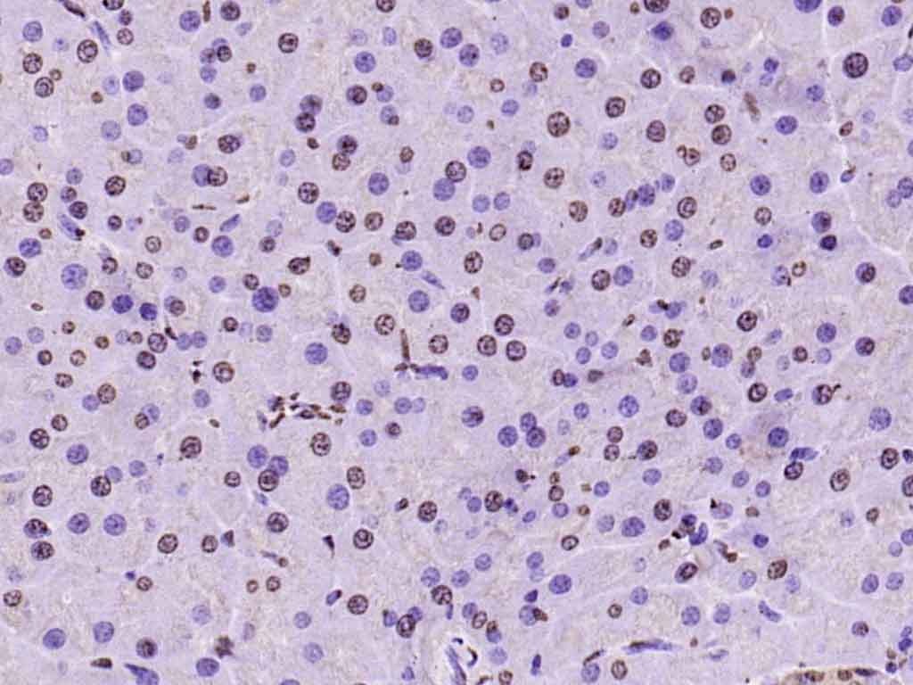 Histone H3 Nuclear Loading Control Polyclonal Antibody