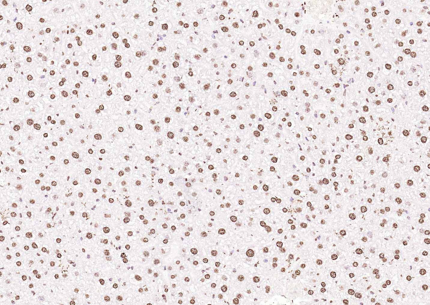 Histone H3 Nuclear Loading Control Polyclonal Antibody
