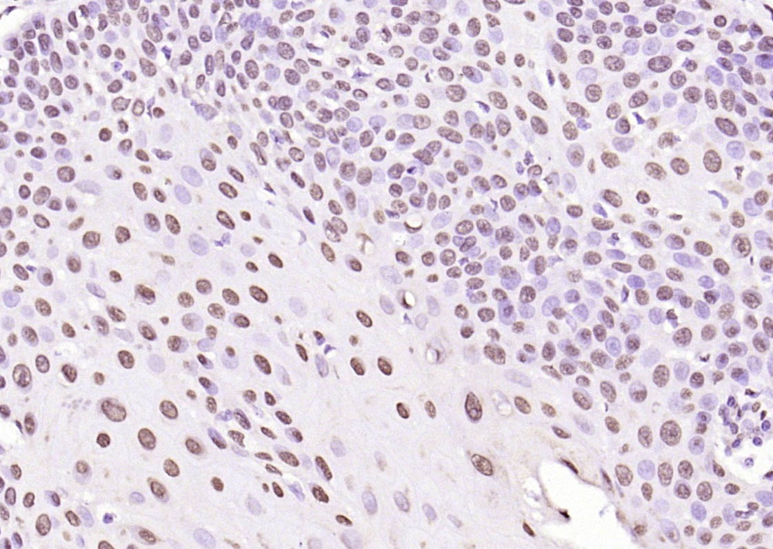 Histone H3 Nuclear Loading Control Polyclonal Antibody