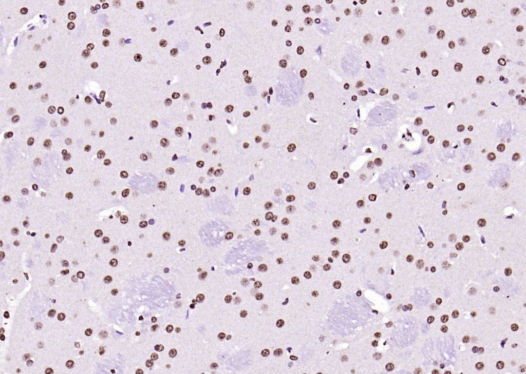 Histone H3 Nuclear Loading Control Polyclonal Antibody