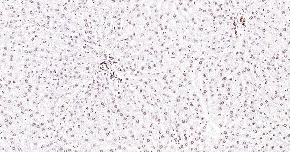 Histone H3 Nuclear Loading Control Antibody (6Z247)