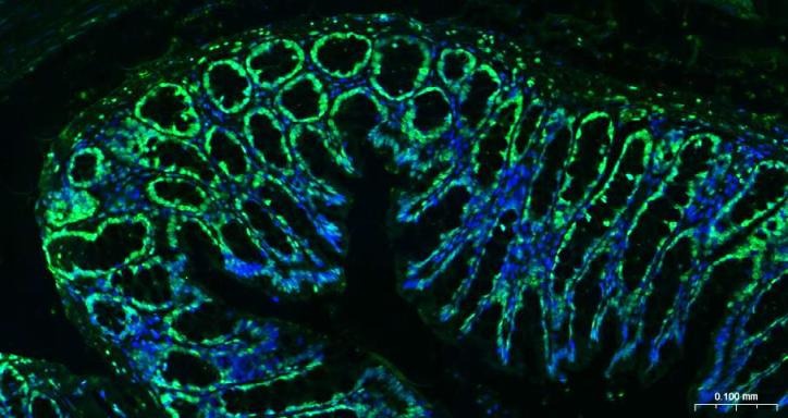 Histone H3 Nuclear Loading Control Antibody (6Z247)