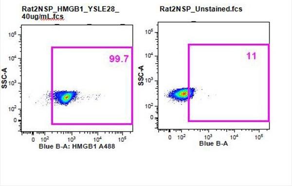 Anti-HMGB1 Polyclonal Antibody