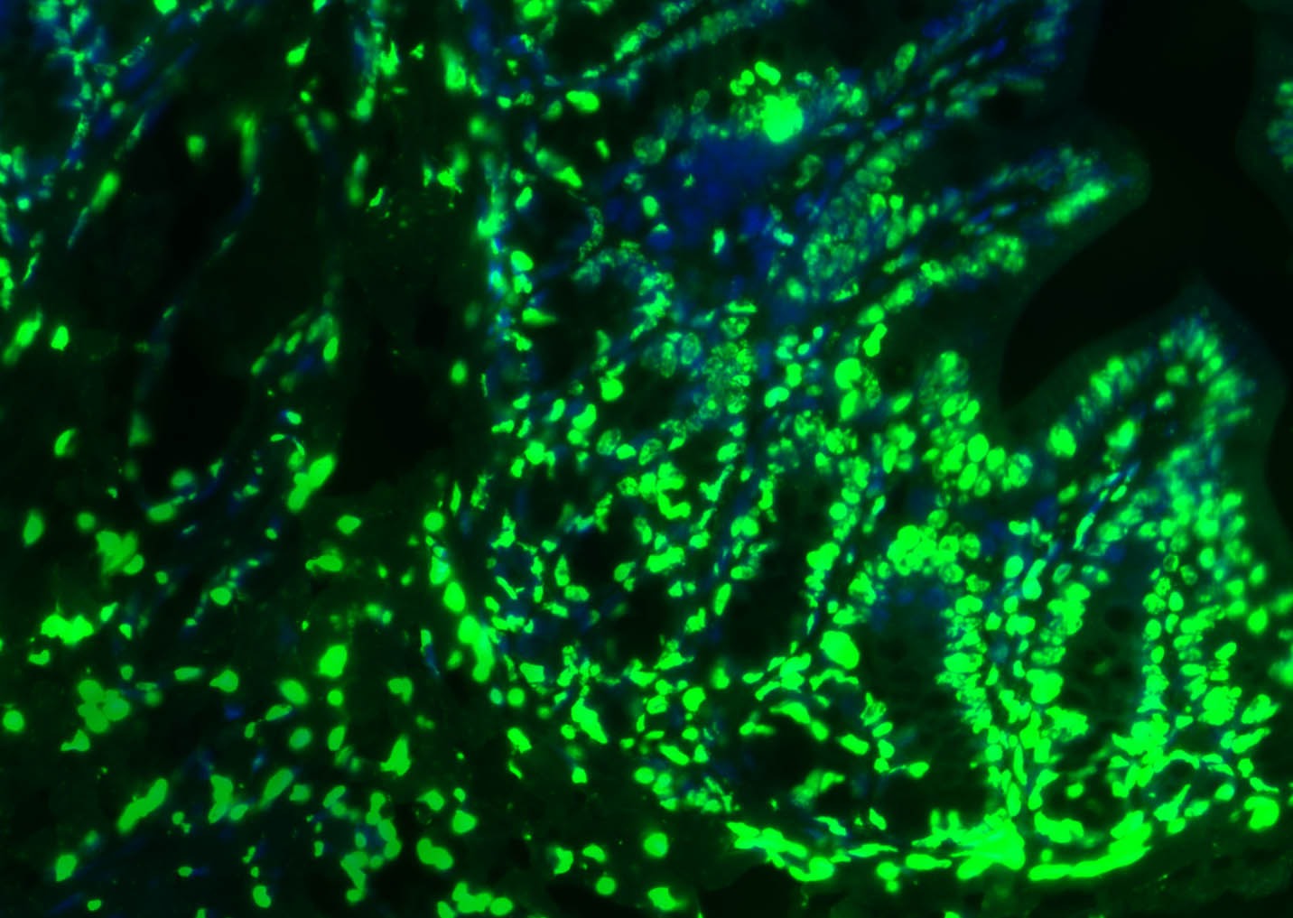 Histone H3 Nuclear Loading Control Polyclonal Antibody