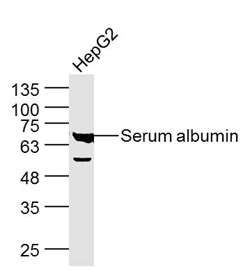 Human Serum Albumin Loading Control Polyclonal Antibody