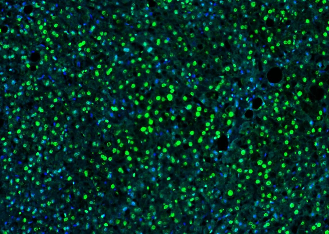 Histone H3 Nuclear Loading Control Polyclonal Antibody