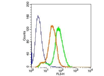 Anti-HMGB1 Polyclonal Antibody