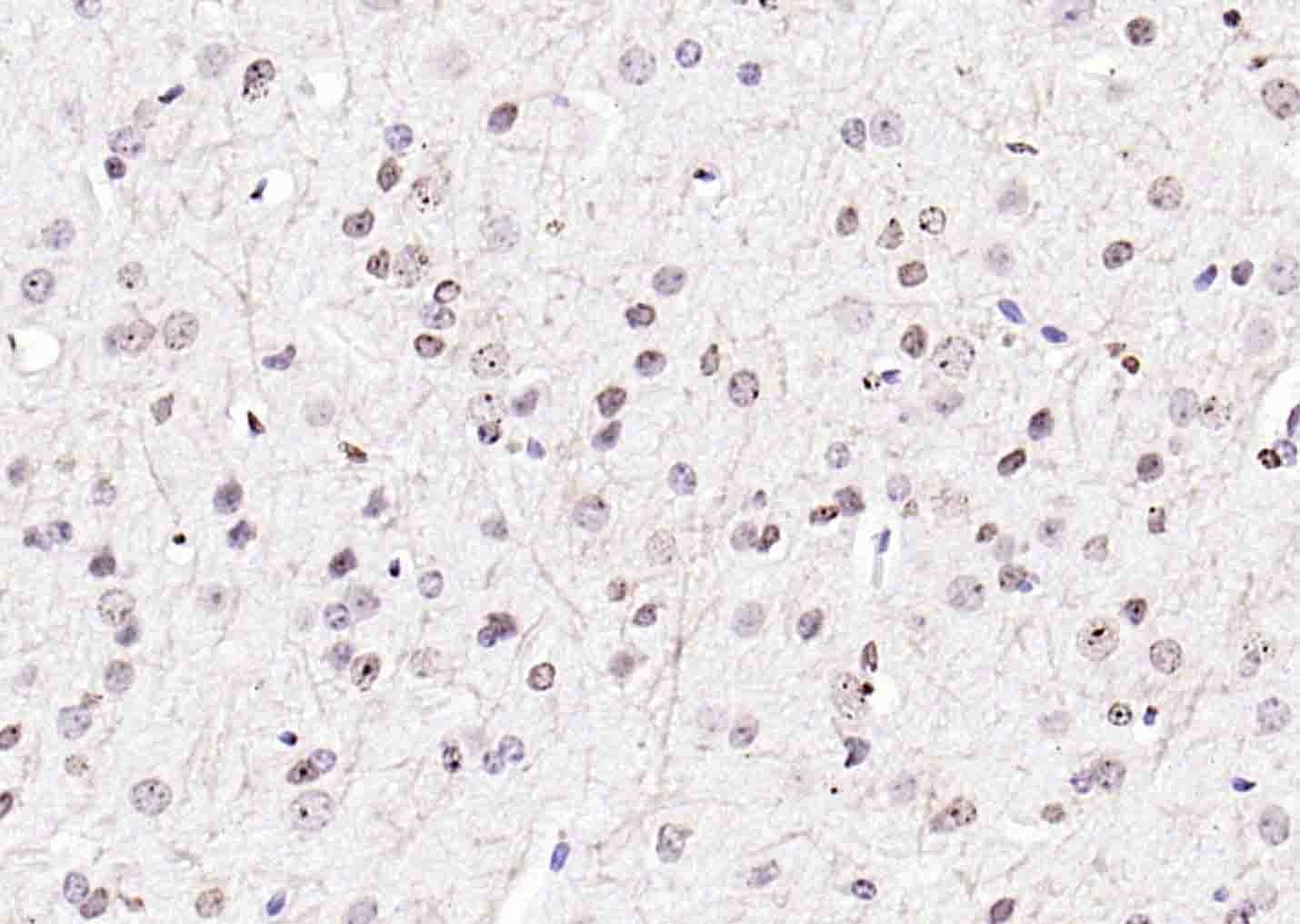 Anti-Histone H3.1 Polyclonal Antibody