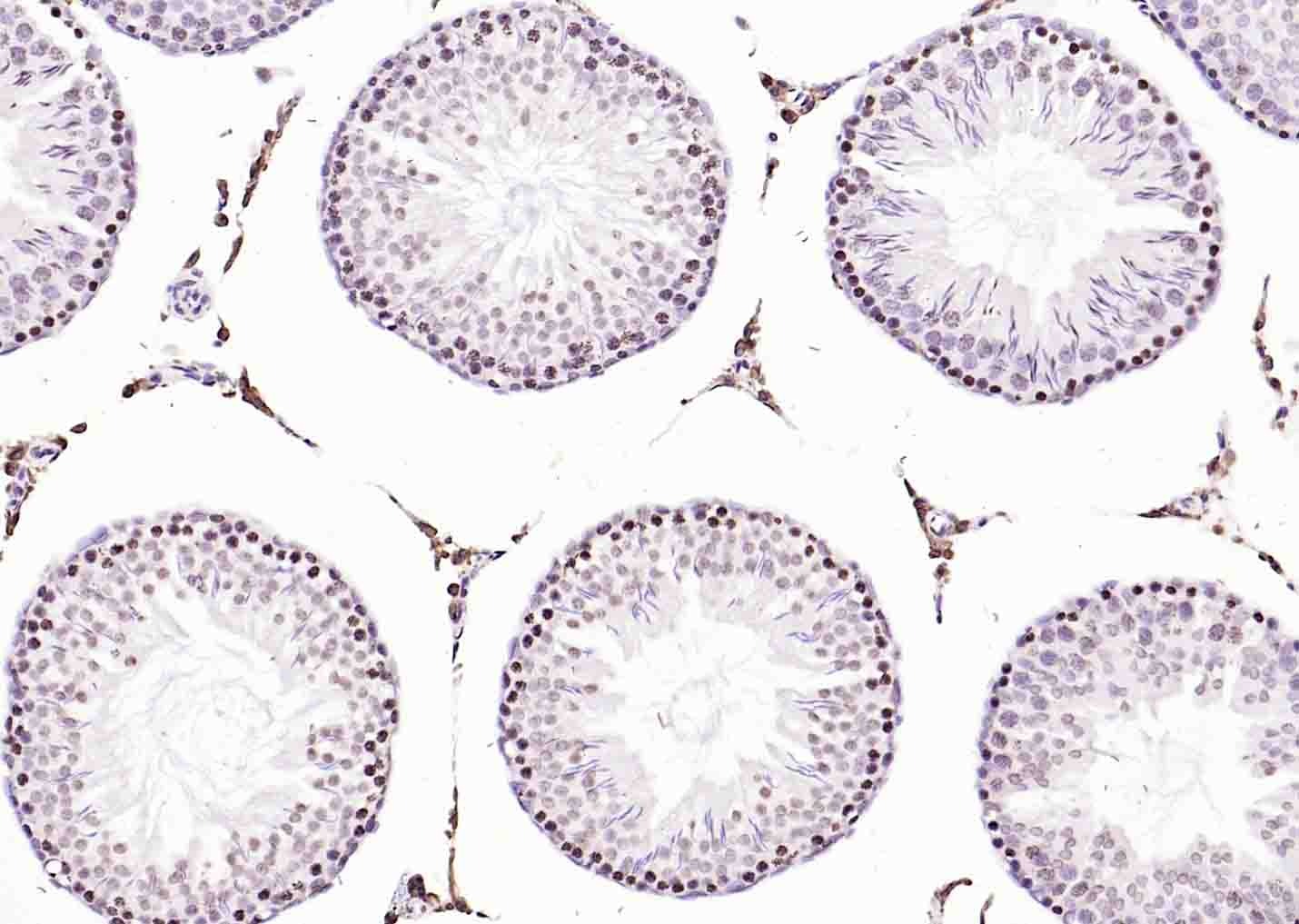 Anti-Histone H3.1 Polyclonal Antibody