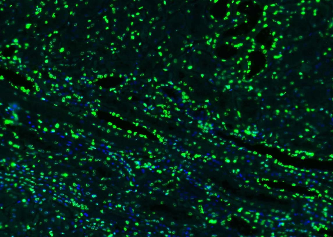 Histone H3 Nuclear Loading Control Polyclonal Antibody