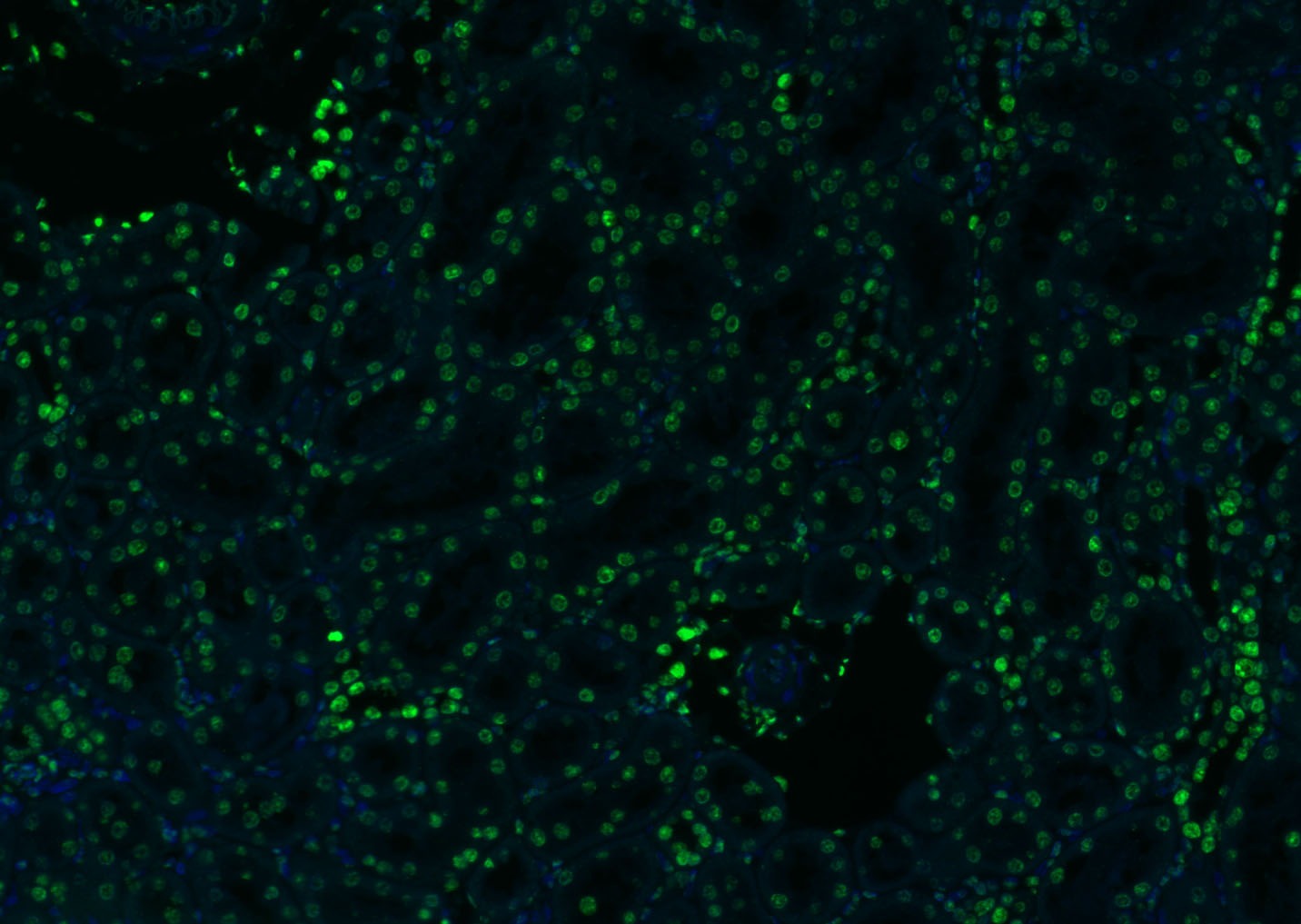 Histone H3 Nuclear Loading Control Polyclonal Antibody