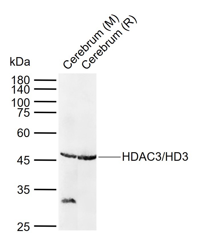 Anti-HDAC3 Polyclonal Antibody