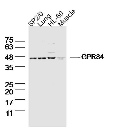 Anti-GPR84 Polyclonal Antibody