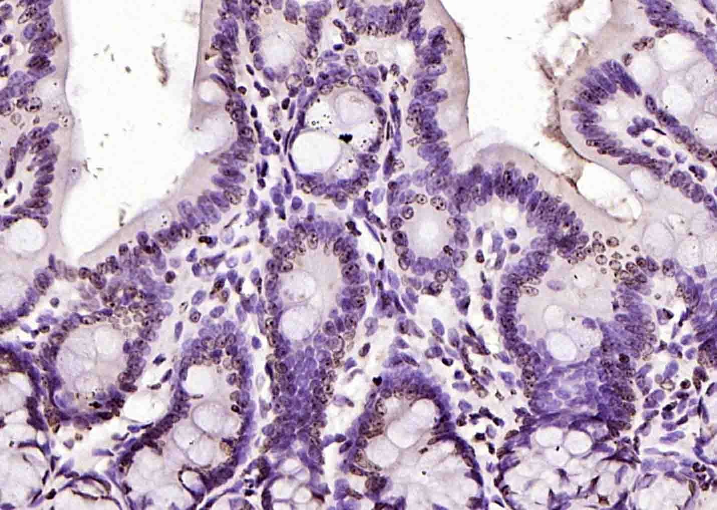 Anti-Histone H3.1 Polyclonal Antibody